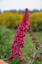 Monarch® Prince Charming Butterfly Bush Flower Petal Close Up