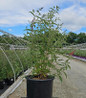 Prince Charming Butterfly Bush nursery container plant