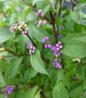 Early Amethyst Beautyberry fruiting branches