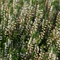 Maires Heather Blooming