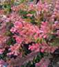 Spring Torch Scotch Heather colorful foliage