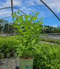 Crimson Comets Buttonbush in nursery container