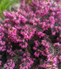 Kramer's Red Spring Heather pink blooms