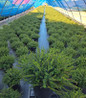 Kramer's Red Spring Heather #2 nursery pot