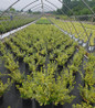 Emerald 'n' Gold Wintercreeper #2 container