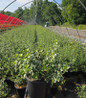 Emerald Gaiety Wintercreeper container crop