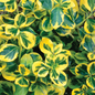 Gold Splash® Euonymus Covered in Leaves