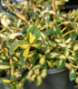 Moonshadow Euonymus nursery container plant