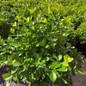 Manhattan Euonymous glossy evergreen shrub