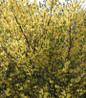 Meadowlark Forsythia bright yellow spring flowers