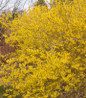 Meadowlark Forsythia flowering branch