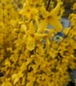 Lynwood Gold Forsythia yellow flowers close-up