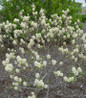 Dwarf Fothergilla full plant view