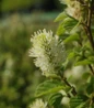 Mt. Airy Fothergilla bottlebrush white flowers