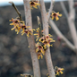 Vernal Witchhazel Branch with Blooms