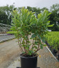 Vernal Witchhazel #3 container