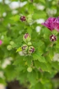 French Cabaret Red Hibiscus flower buds