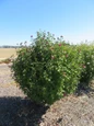 French Cabaret Red Hibiscus flowering upright shrub