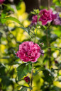 French Cabaret Red Hibiscus clustered pompom flowers