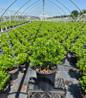 Densa Inkberry container crop