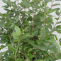 Apollo Winterberry Branches with Foliage