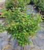 Apollo Winterberry in nursery
