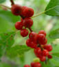 Winterberry red berries closeup
