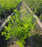 Winterberry compact shrub habit