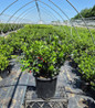 Berryific Holly in nursery