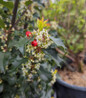 Blue Princess Holly bright red berries