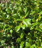 China Girl Holly glossy green foliage