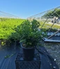 China Girl Holly nursery container plant