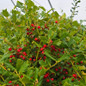 China Girl Holly compact branching habit