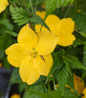 Golden Guinea Kerria double golden flowers