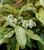 Rainbow Leucothoe white flower