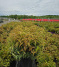 Rainbow Leucothoe nursery container plant