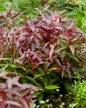 Burning Love Leucothoe garden planting