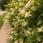 Amur Privet Covered in Blooms
