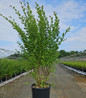 Amur Privet in pot