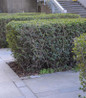 California Privet landscape privacy planting