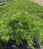 Scentsation Honeysuckle green foliage