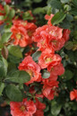 Double Take Peach Quince Bush Blooming