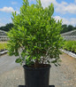 Northern Bayberry in nursery pot
