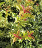 Goshiki False Holly variegated foliage