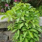 Virginia Creeper Foliage Growing
