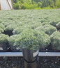 Silver Mound Wormwood compact rounded mound