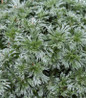 Silver Mound Wormwood top view