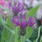 Amethyst Dream Bachelor Button Foliage Close Up