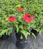 Cheyenne Spirit Coneflower blooming in black container