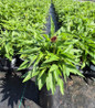 Cheyenne Spirit Coneflower in black planter